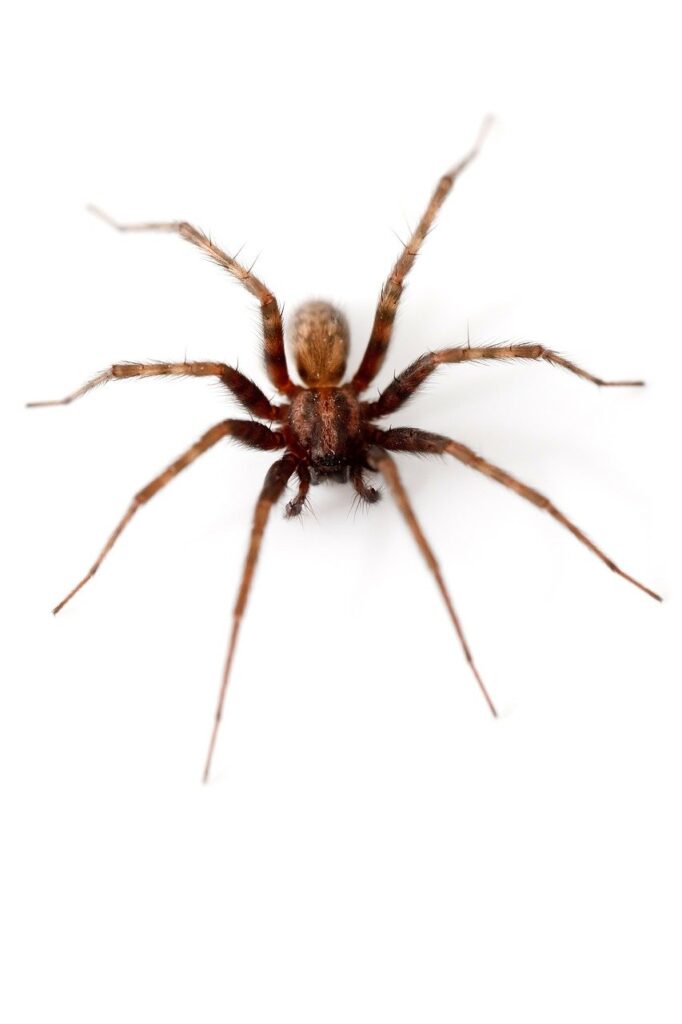 Spider Control Punta Gorda